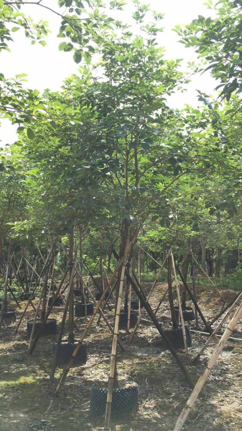 广东黄花风铃木，多花少花，大小规格齐全，价格实惠，