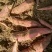 优质蜜薯烟薯山东精品红薯产地直发一手货源