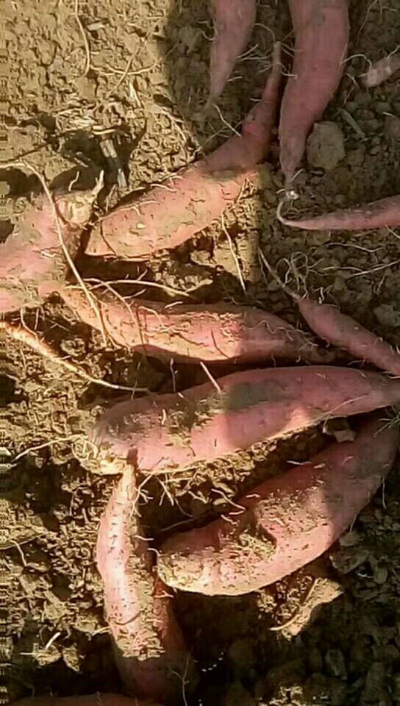优质蜜薯烟薯山东精品红薯产地直发一手货源