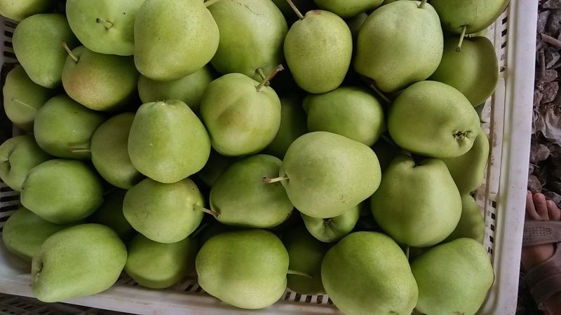 早酥梨