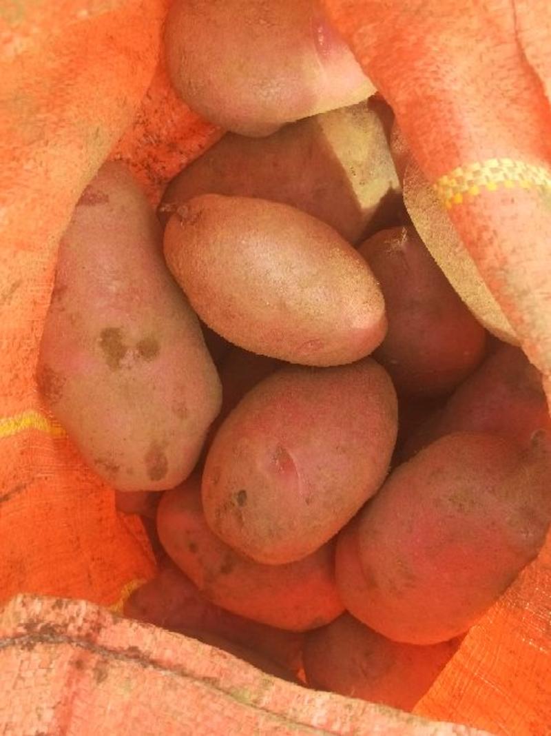 土豆红皮黄心88号9号上市中产地直供三个月