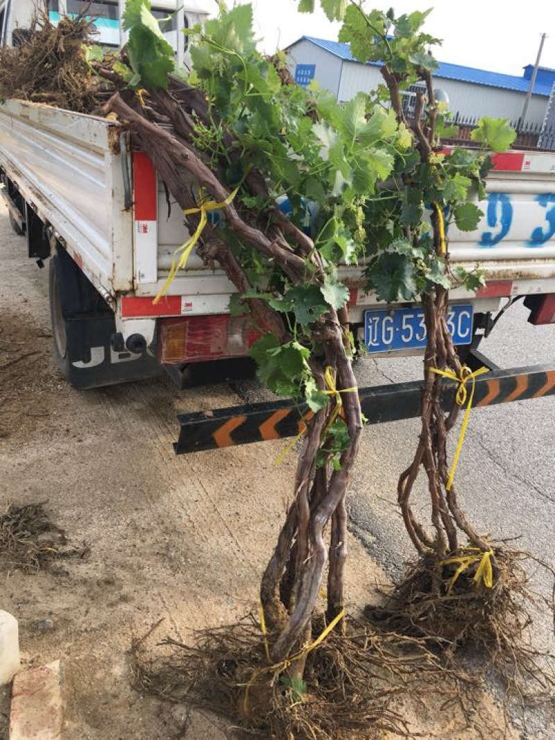 占地葡萄树1.5~2m多年生大葡萄树基地供应欢迎考察