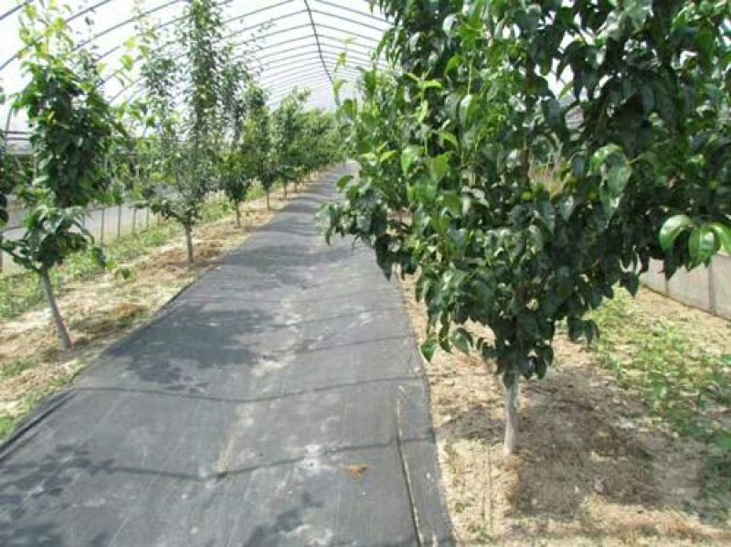 pe聚乙烯再生料除草布