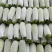 甘肃菜瓜西葫芦定西精品西葫芦新鲜直采现发实力代办发全国