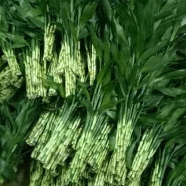 富贵竹，观音竹，红竹，多芽竹品种多可来电详谈