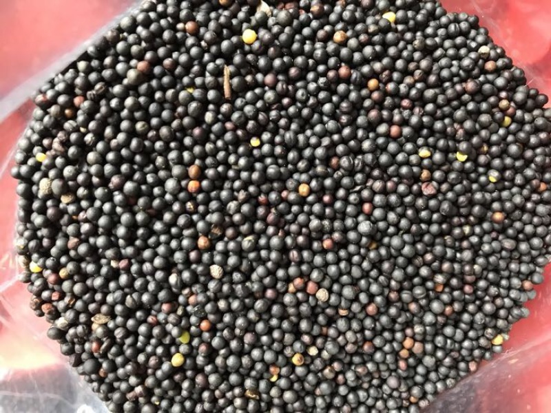 油菜籽1级