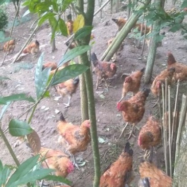 土鸡6月以下