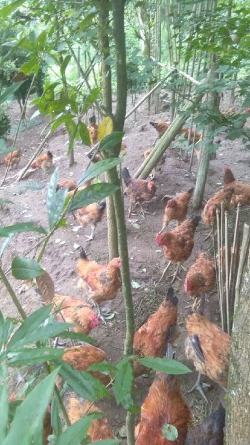 土鸡6月以下