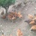 土鸡6月以下