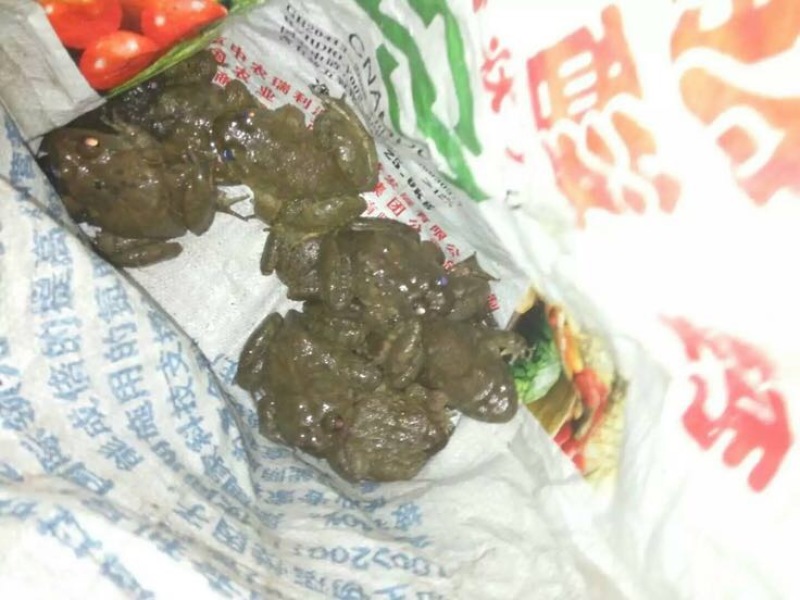 土鸡6月以下