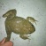 土鸡6月以下