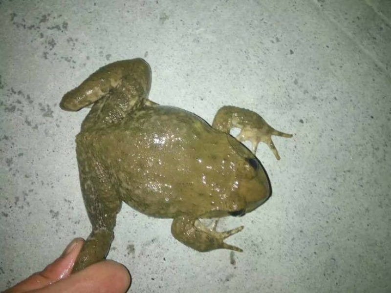 土鸡6月以下