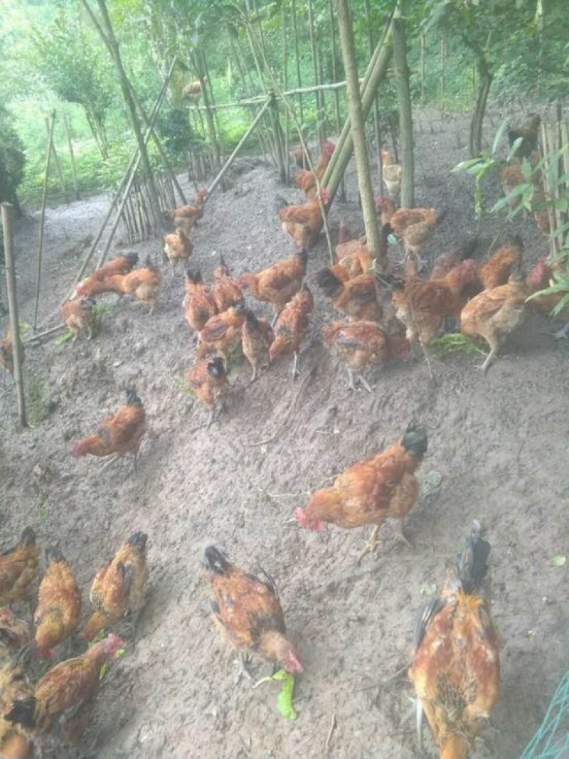 土鸡6月以下
