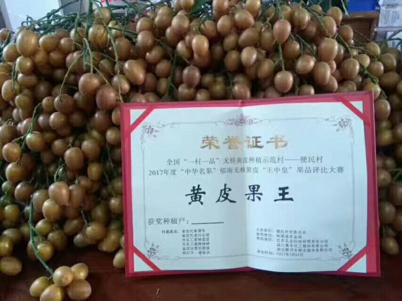 优质鸡心黄皮果，无核黄皮果