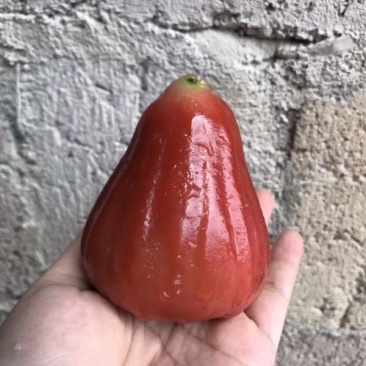 莲雾