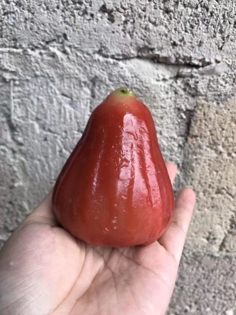 莲雾