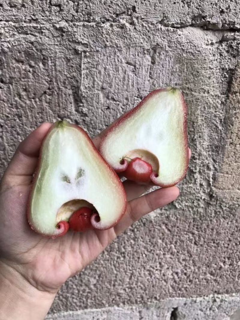莲雾