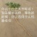 白芷籽，纯新二年生移栽白芷种子，产地直销，假一赔十