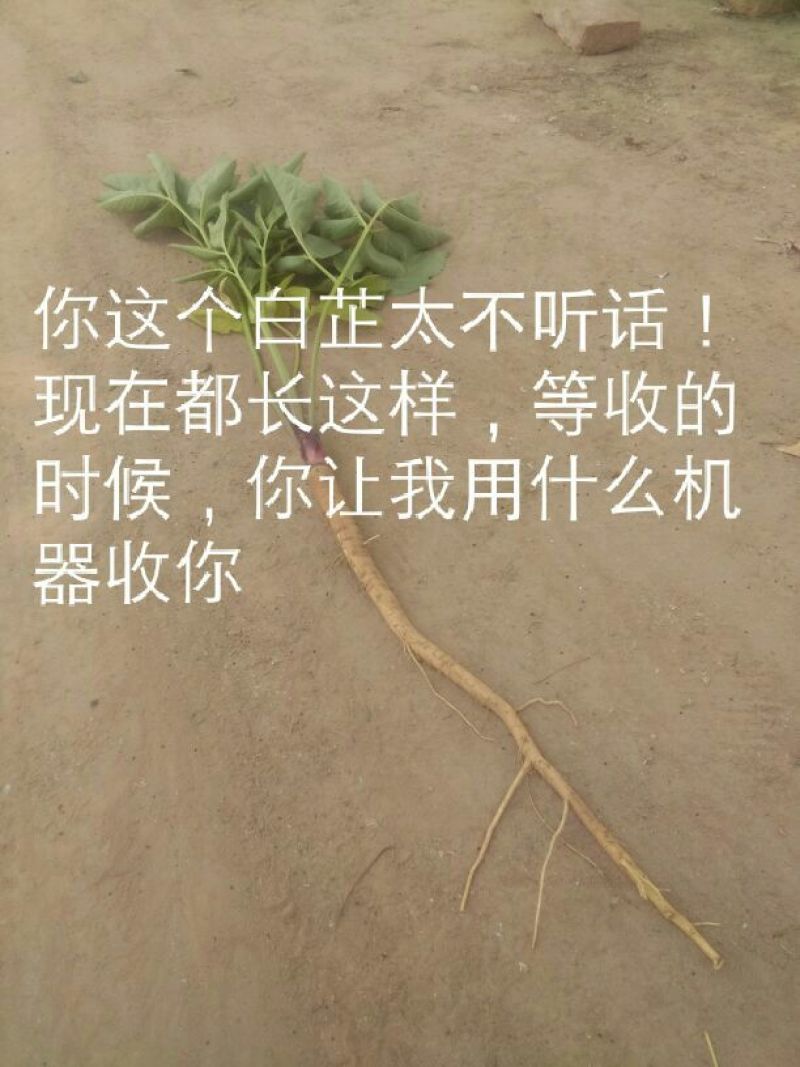 白芷籽，纯新二年生移栽白芷种子，产地直销，假一赔十