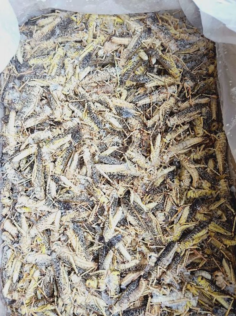 东亚飞蝗食用，带翅膀的蚂蚱，礼盒装，个大体肥