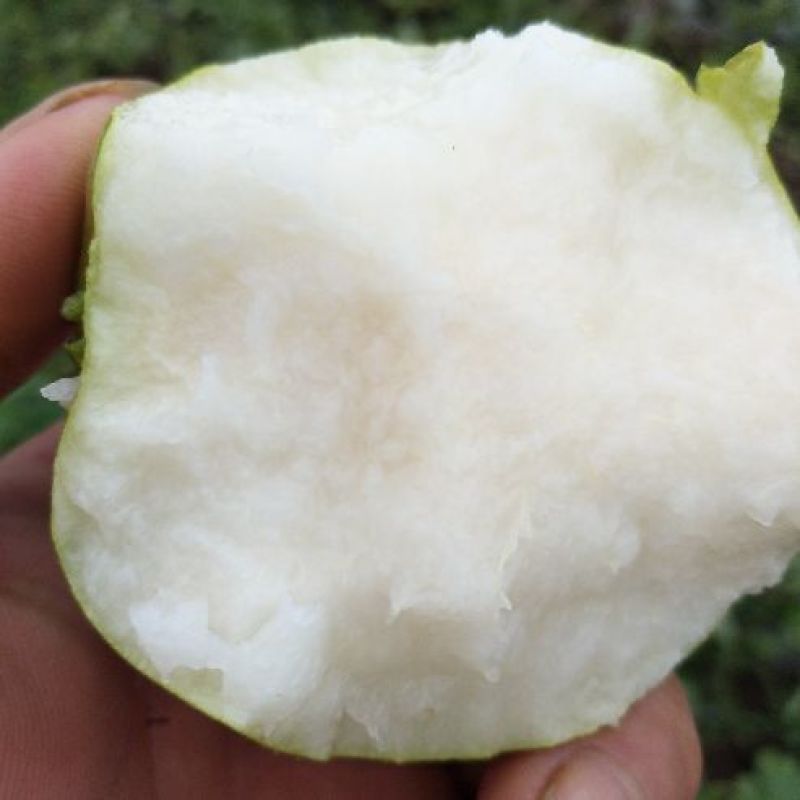 翠冠梨