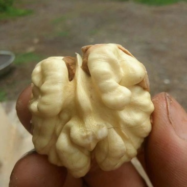 串串香核桃大量上市了需要的朋友们联系我