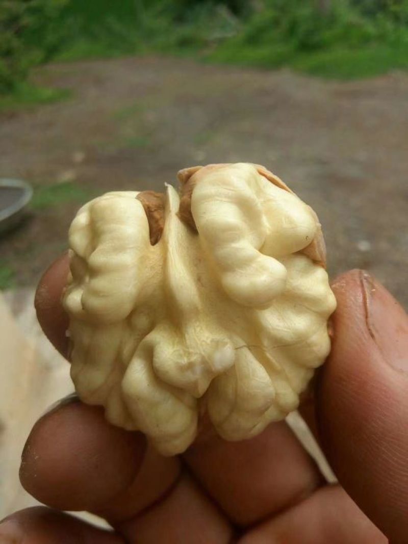串串香核桃大量上市了需要的朋友们联系我