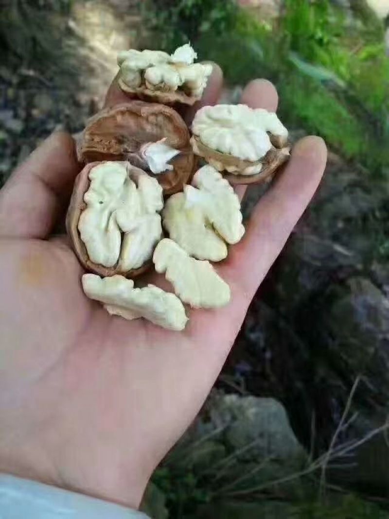 串串香核桃大量上市了需要的朋友们联系我