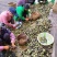串串香核桃大量上市了需要的朋友们联系我