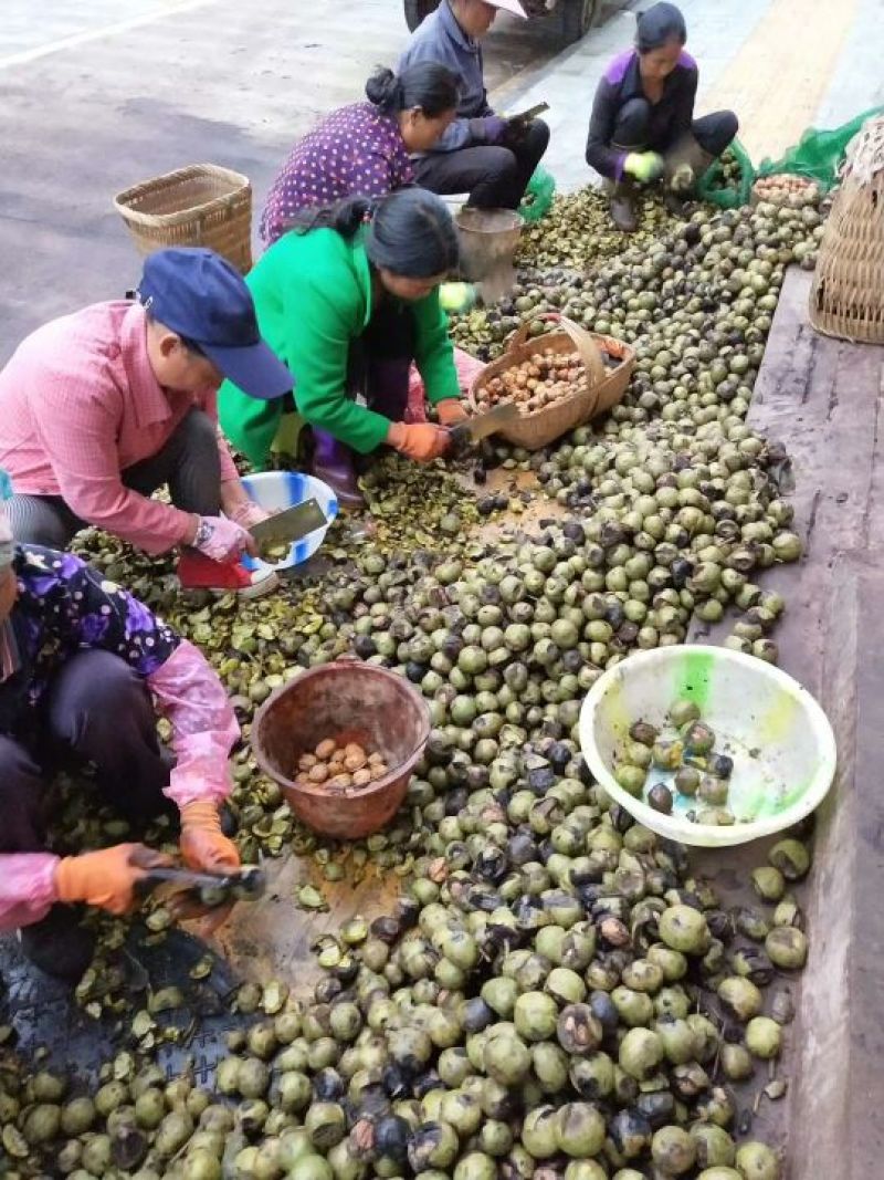 串串香核桃大量上市了需要的朋友们联系我