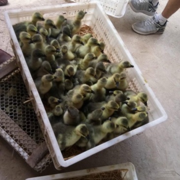 狮头鹅苗