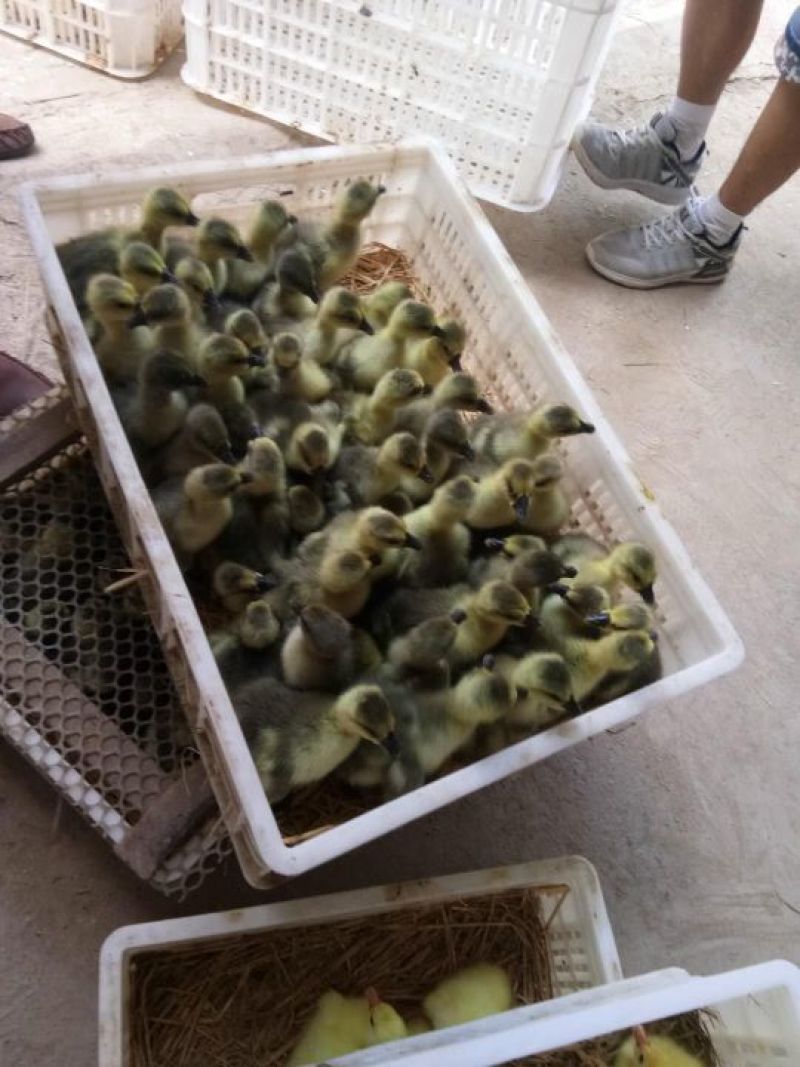 狮头鹅苗