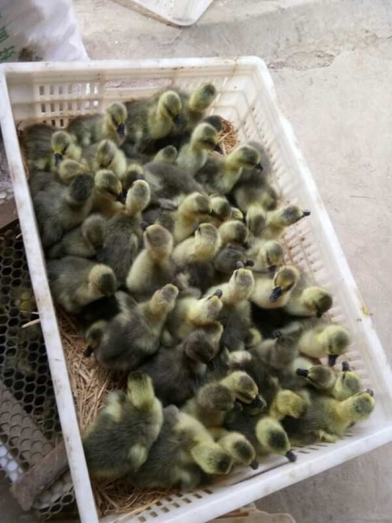 狮头鹅苗