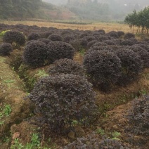 红花继木球（球形80cm至150cm、小苗均有货）