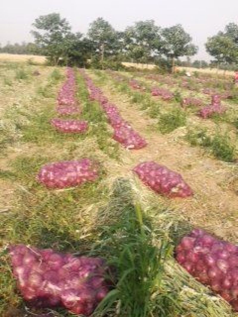 新紫葱上市