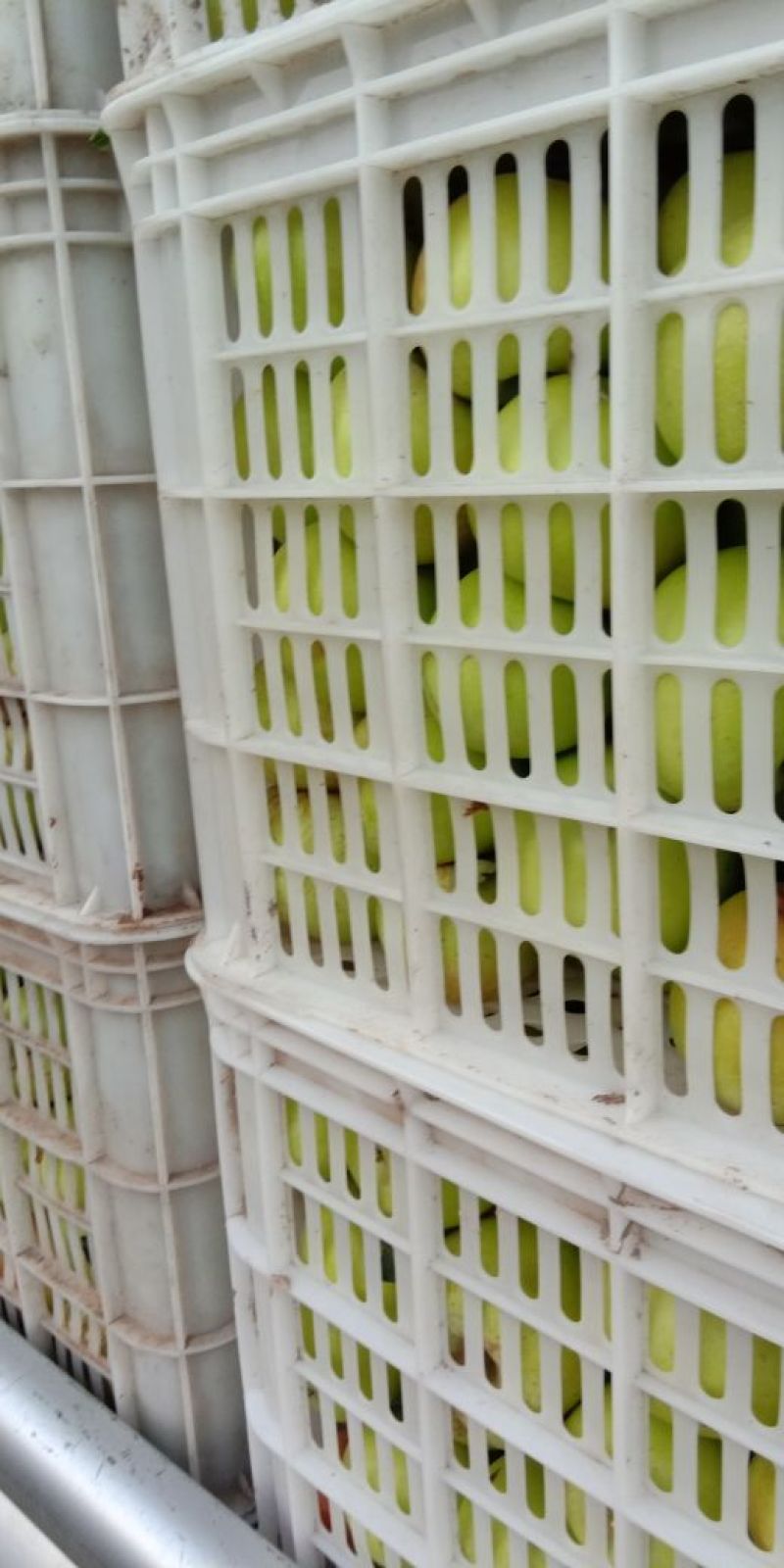 美八苹果大量上市