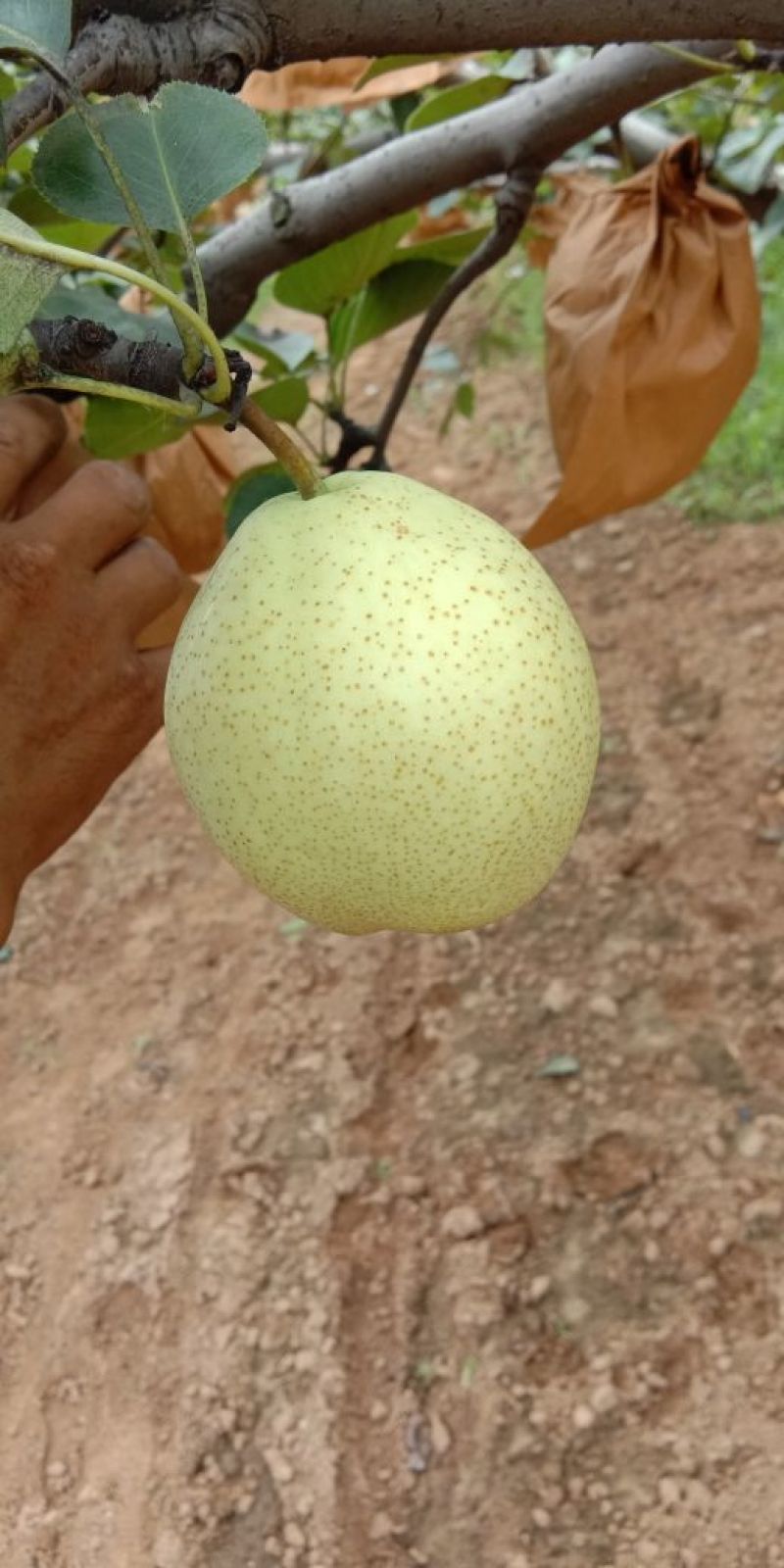 美八苹果大量上市