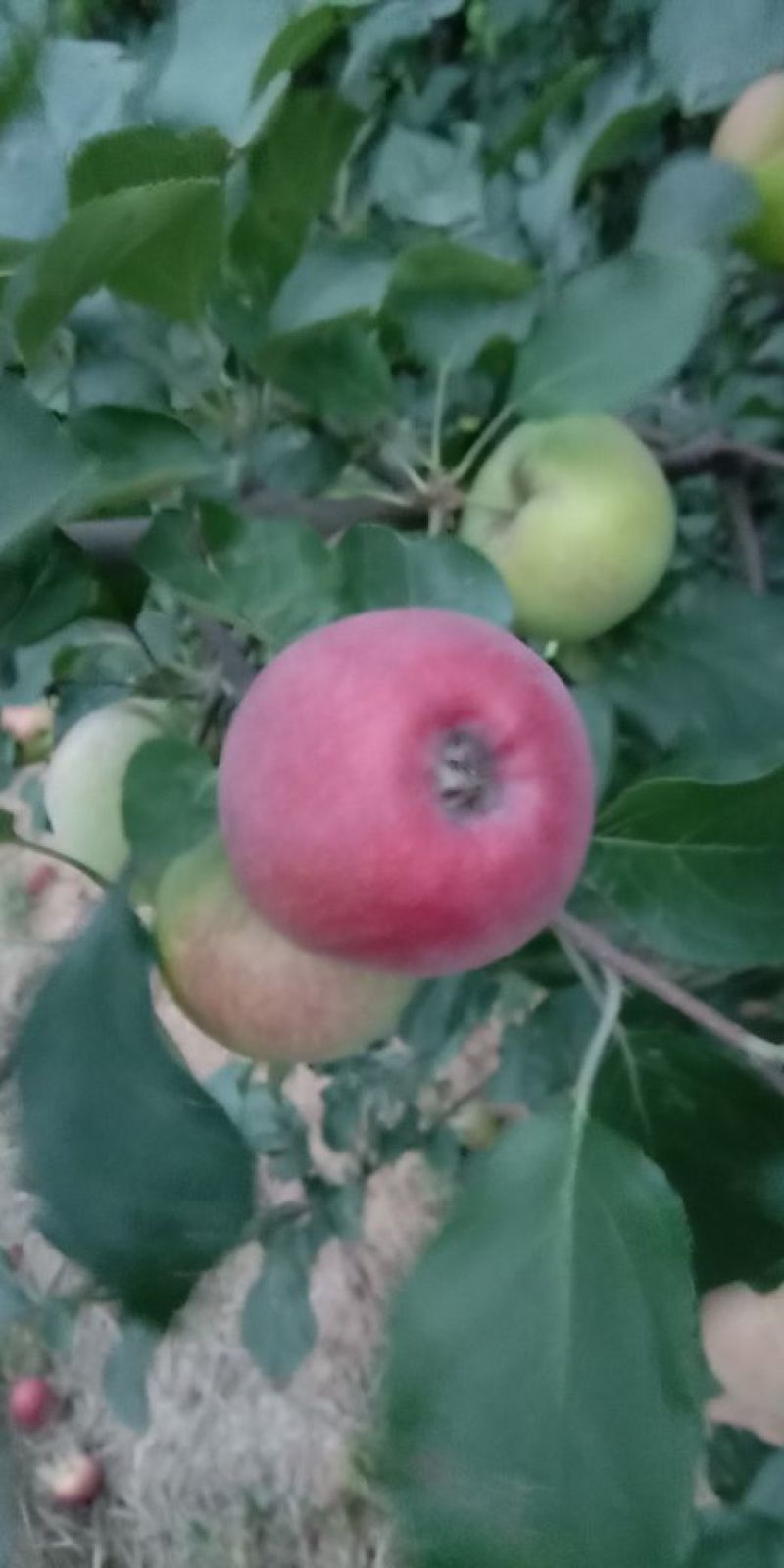 美八苹果大量上市