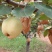 美八苹果大量上市