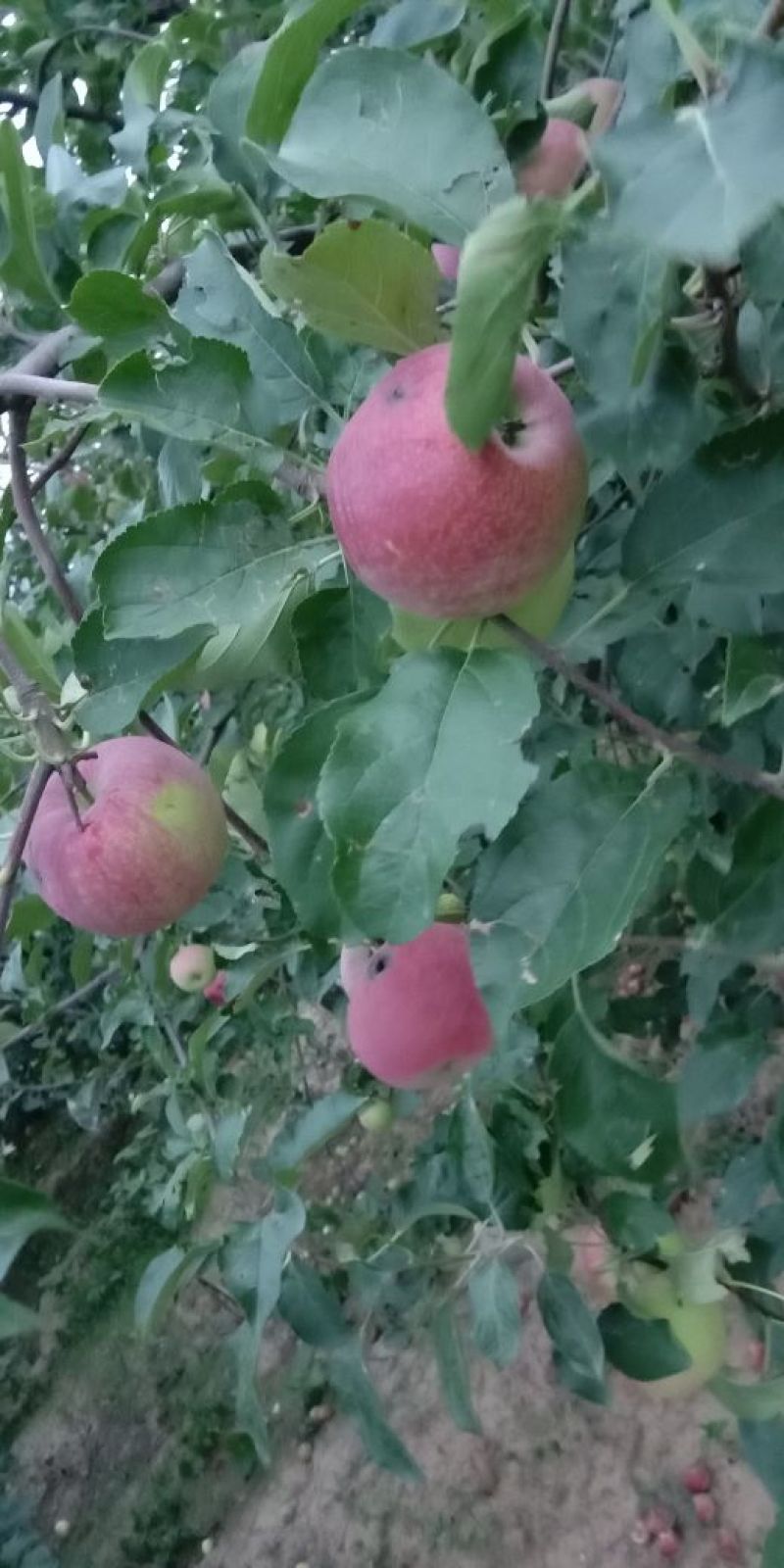 美八苹果大量上市