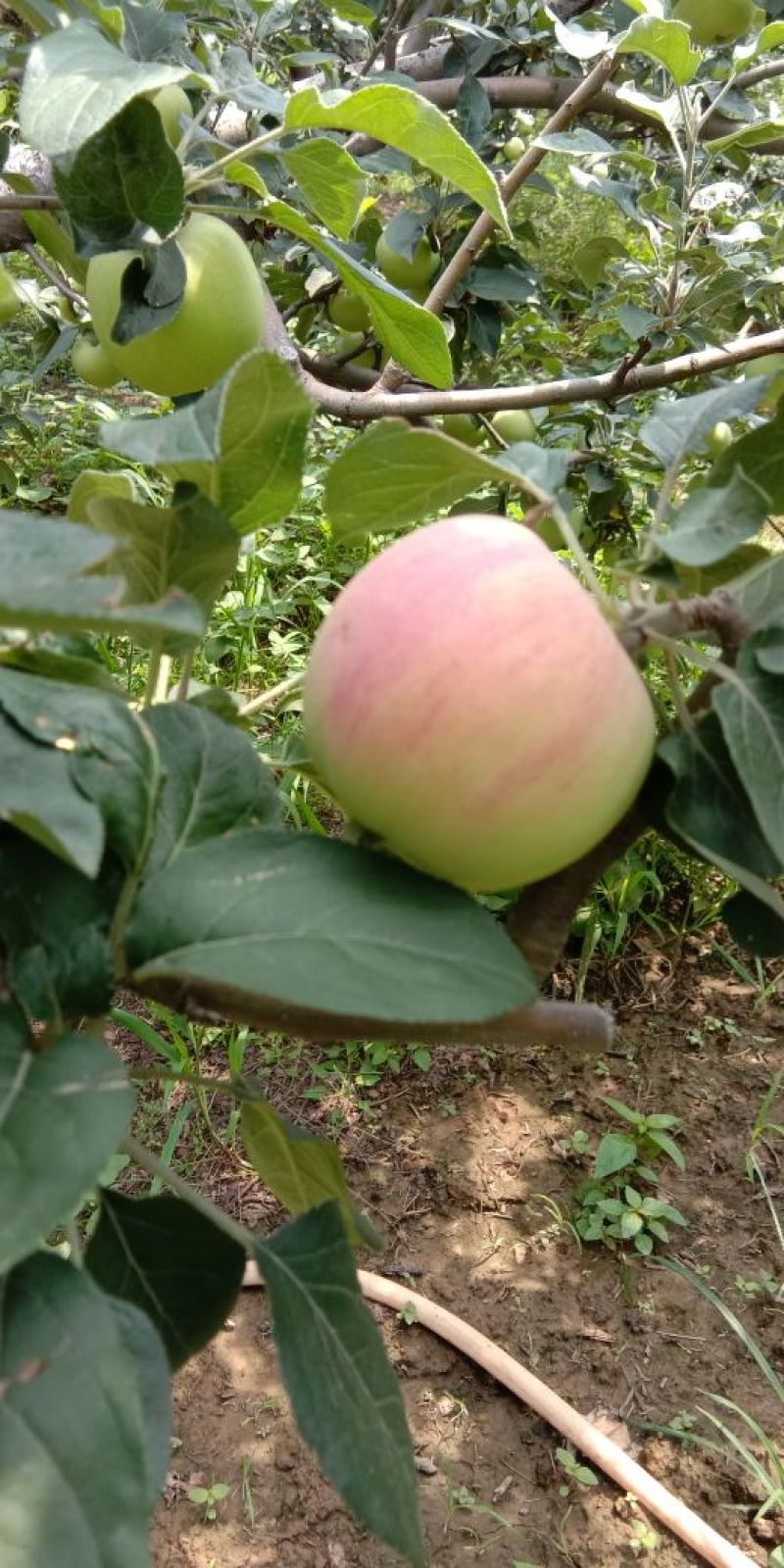 美八苹果大量上市