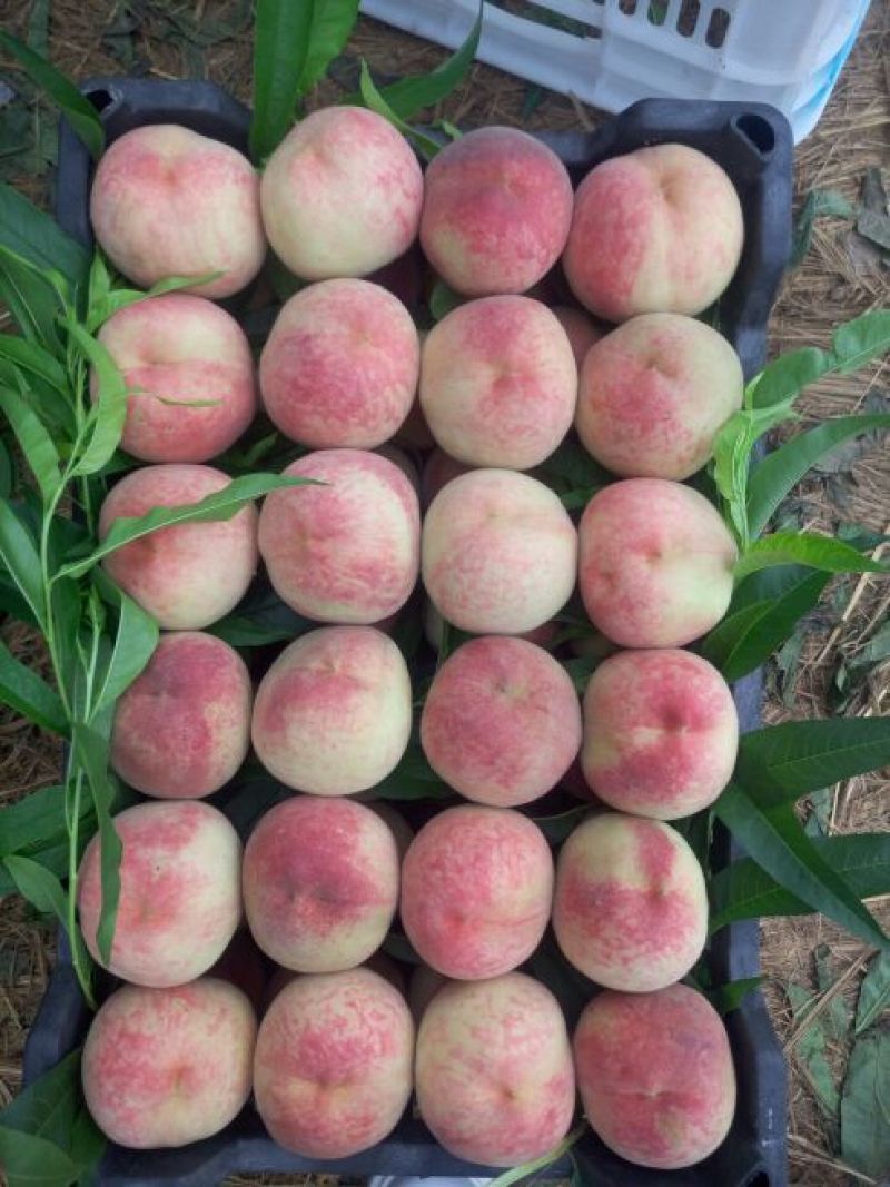 早凤王大量上市