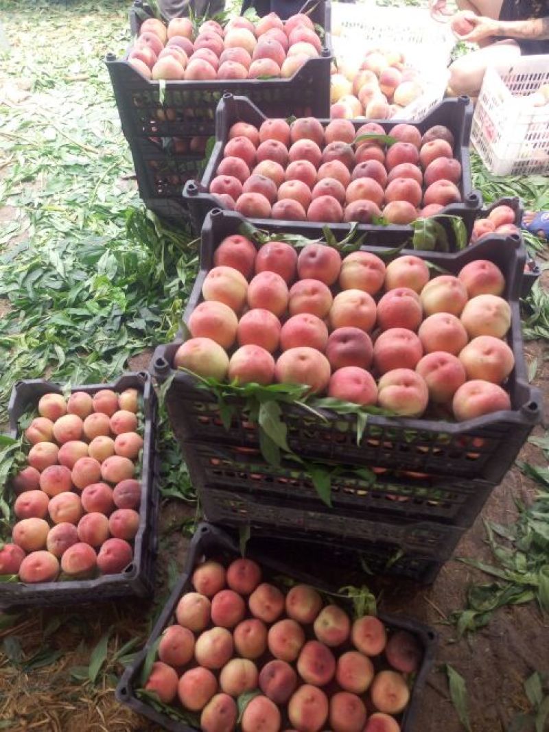 早凤王大量上市