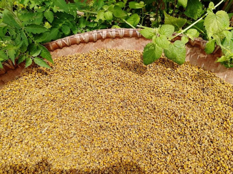 野菊花纯野生黄菊花茶小颗粒苦包含量原产地一手货源