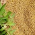 野菊花产地一手货源小颗粒包含量