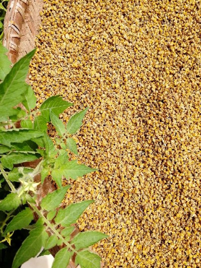 野菊花产地一手货源小颗粒包含量