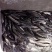 丁桂鱼20cm以上