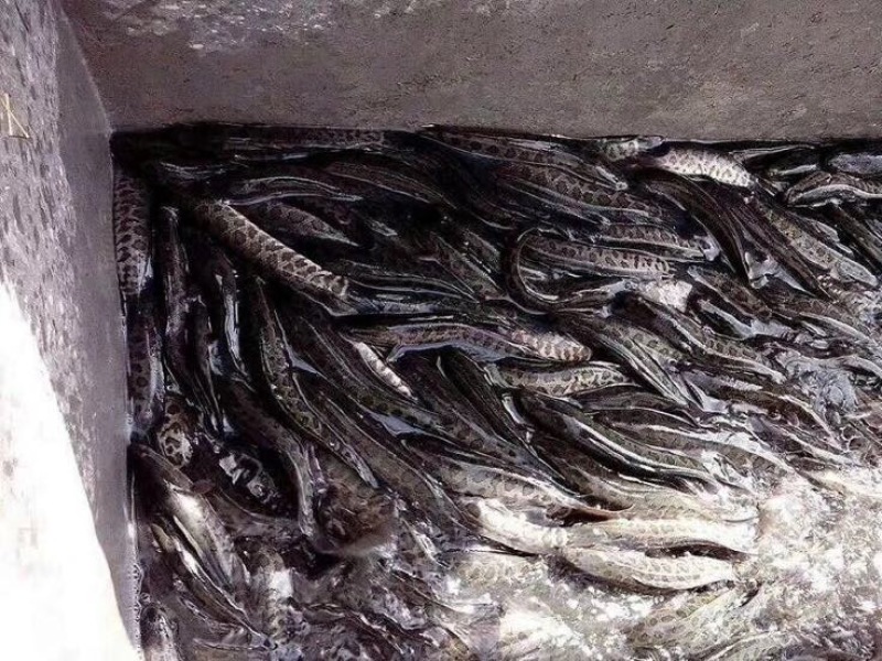 丁桂鱼20cm以上
