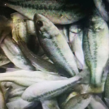 丁桂鱼20cm以上