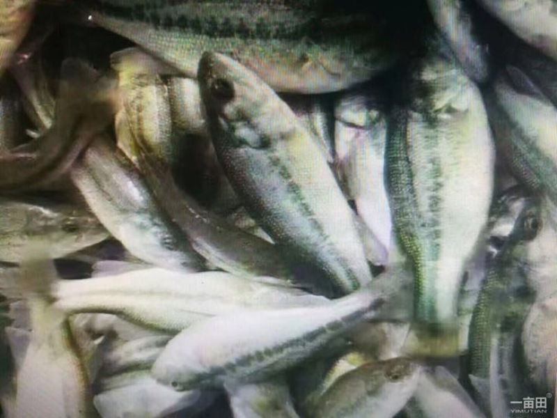丁桂鱼20cm以上